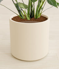 Lade das Bild in den Galerie-Viewer, Cream stand:all
