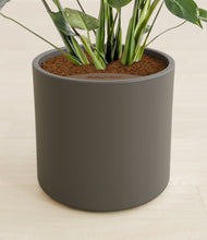 Lade das Bild in den Galerie-Viewer, Dark Olive stand:all

