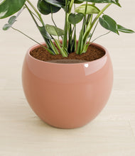Lade das Bild in den Galerie-Viewer, Calm Rose stand:all
