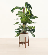 Lade das Bild in den Galerie-Viewer, Natural Bamboo stand:walnut
