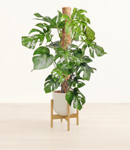 Charger l'image dans la galerie, Natural Bamboo stand:light
