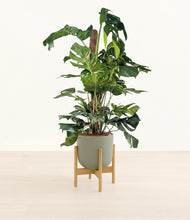 Lade das Bild in den Galerie-Viewer, Sage Green stand:bamboo
