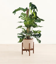 Lade das Bild in den Galerie-Viewer, Sandy Pink stand:walnut
