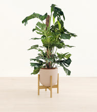 Lade das Bild in den Galerie-Viewer, Sandy Pink stand:bamboo
