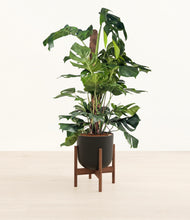 Lade das Bild in den Galerie-Viewer, Stone Black stand:walnut

