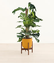 Lade das Bild in den Galerie-Viewer, Sunset Orange stand:walnut
