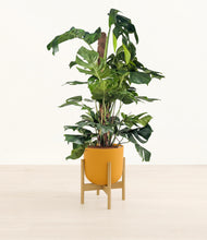 Lade das Bild in den Galerie-Viewer, Sunset Orange stand:bamboo
