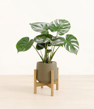 Lade das Bild in den Galerie-Viewer, Olive stand:light
