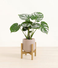 Lade das Bild in den Galerie-Viewer, Eternal Gray stand:light

