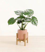 Lade das Bild in den Galerie-Viewer, Calm Rose stand:light
