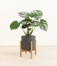 Lade das Bild in den Galerie-Viewer, Dark Olive stand:light
