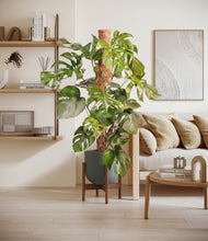 Charger l'image dans la galerie, Sage Green stand:dark
