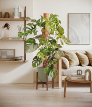 Charger l'image dans la galerie, Sage Green stand:dark
