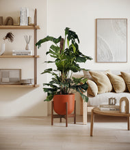 Lade das Bild in den Galerie-Viewer, Earth Red stand:walnut
