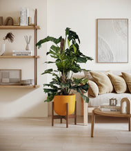 Lade das Bild in den Galerie-Viewer, Sunset Orange stand:walnut
