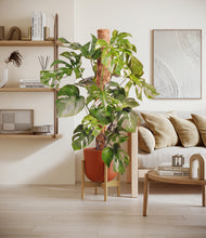 Charger l'image dans la galerie, Earth Red stand:light
