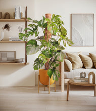 Charger l'image dans la galerie, Sunset Orange stand:light
