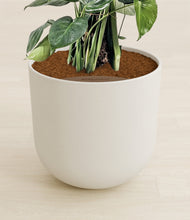 Lade das Bild in den Galerie-Viewer, Natural Bamboo stand:all
