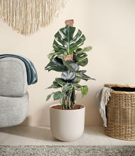 Lade das Bild in den Galerie-Viewer, Natural Bamboo stand:all
