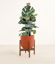 Lade das Bild in den Galerie-Viewer, Earth Red stand:walnut
