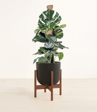 Lade das Bild in den Galerie-Viewer, Stone Black stand:walnut
