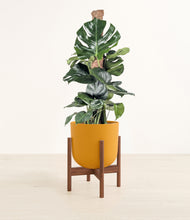 Lade das Bild in den Galerie-Viewer, Sunset Orange stand:walnut
