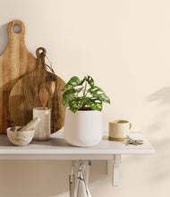 Lade das Bild in den Galerie-Viewer, White
