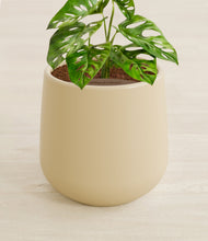 Lade das Bild in den Galerie-Viewer, Almond Green stand:all
