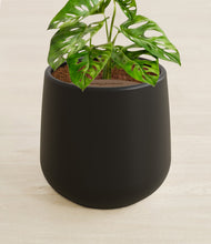Lade das Bild in den Galerie-Viewer, Black stand:all
