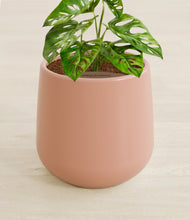 Lade das Bild in den Galerie-Viewer, Calm Rose stand:all
