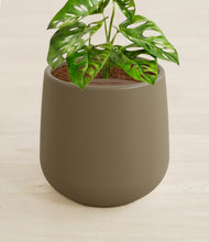 Lade das Bild in den Galerie-Viewer, Olive stand:all
