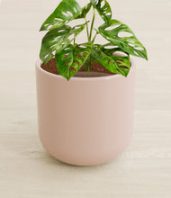 Load image into Gallery viewer, Sandy Pink stand:all
