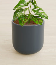 Load image into Gallery viewer, Iron Gray stand:all
