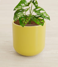 Load image into Gallery viewer, Key Lime Yellow stand:all
