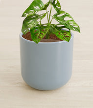 Load image into Gallery viewer, Misty Blue stand:all

