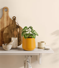 Lade das Bild in den Galerie-Viewer, Mustard
