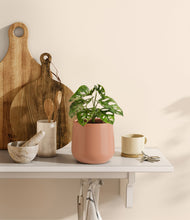 Lade das Bild in den Galerie-Viewer, Calm Rose
