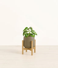 Lade das Bild in den Galerie-Viewer, Olive stand:bamboo
