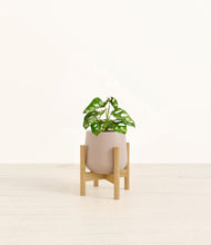 Lade das Bild in den Galerie-Viewer, Eternal Gray stand:bamboo
