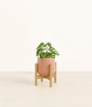 Lade das Bild in den Galerie-Viewer, Calm Rose stand:bamboo
