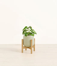 Lade das Bild in den Galerie-Viewer, Turquoise stand:bamboo
