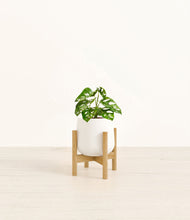Lade das Bild in den Galerie-Viewer, White stand:bamboo
