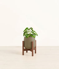 Lade das Bild in den Galerie-Viewer, Olive stand:walnut
