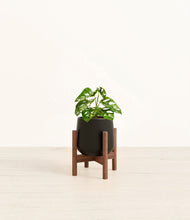 Lade das Bild in den Galerie-Viewer, Black stand:walnut
