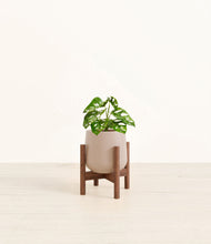 Lade das Bild in den Galerie-Viewer, Eternal Gray stand:walnut

