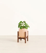 Lade das Bild in den Galerie-Viewer, Gentle Pink stand:walnut
