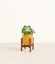 Lade das Bild in den Galerie-Viewer, Mustard stand:walnut
