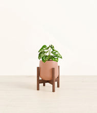 Lade das Bild in den Galerie-Viewer, Calm Rose stand:walnut
