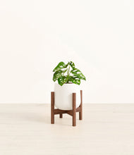 Lade das Bild in den Galerie-Viewer, White stand:walnut
