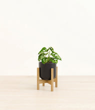Load image into Gallery viewer, Stone Black stand:bamboo
